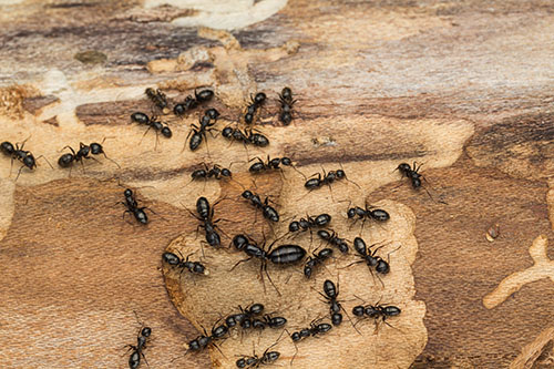 Fourmis charpentières