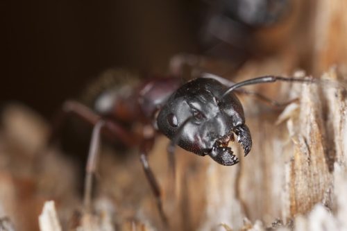 Fourmis charpentière